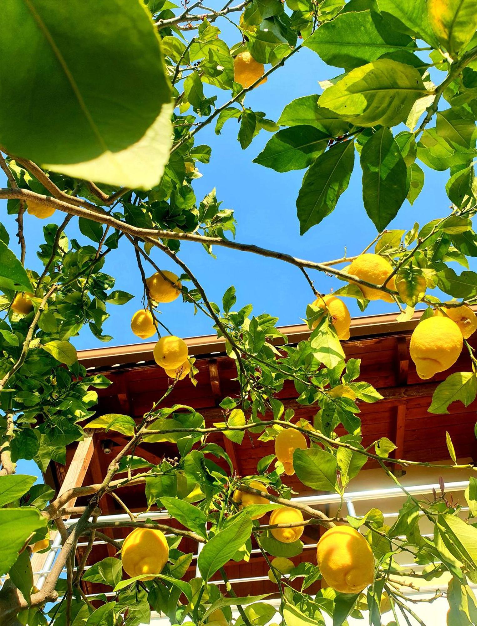 Philoxenia Guest House 히마레 외부 사진